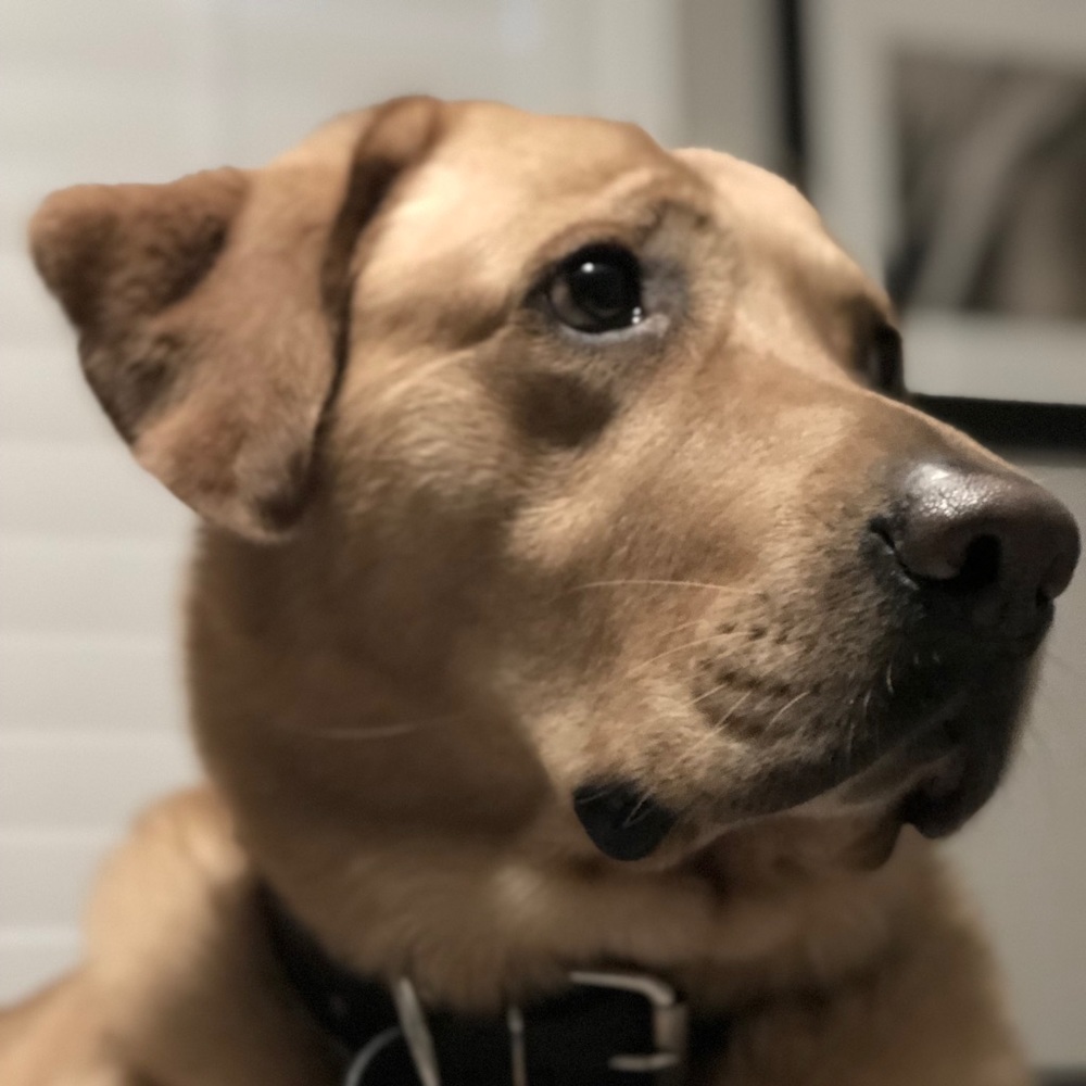 Meet your Posher, Karson
